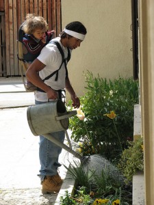 watering plant