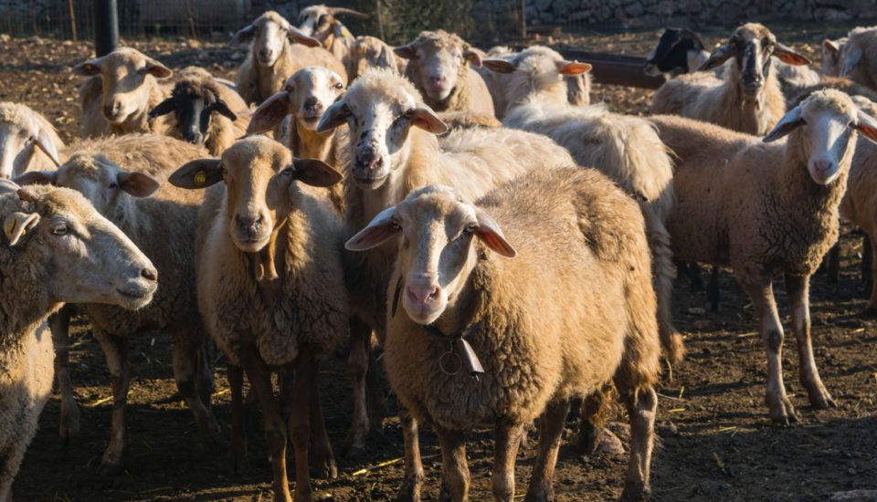 Consumers are like a herd of sheep, who go where social media platforms send them. 